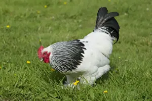 Free Range Prints: Sussex Domestic Chicken Breed Essex, UK BI021214
