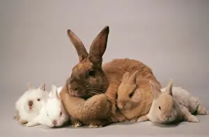 Five Prints: Sussex Gold / Sussex Cream Rabbit JD 2318 © John Daniels / ardea. com