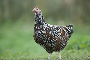 Images Dated 23rd January 2009: Sussex Tricolor Hen JPF17872