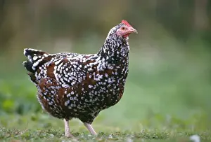 Sussex Tricolore Chicken - Hen