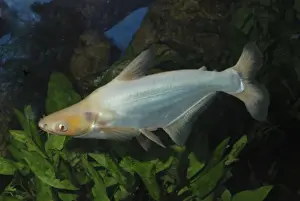 Catfish Prints: Sutchi Catfis/ Irridescent catfish- albino. Chinese rivers