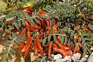 Images Dated 26th August 2007: Sutherlandia fruticosa - a shrubby legume, with many medicinal properties. South Africa