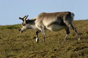 Svalbard Reindeer