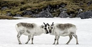 Svalbard Reindeers in snow