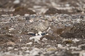 Svalbard Rock Ptarmigan - female walking across