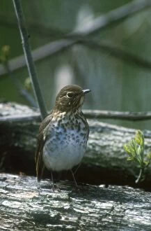 Swainson s Thrush - adult in May