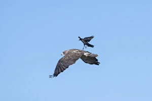 Buteo Gallery: Swainson's Hawk -  Buteo swainsoni - Adult in flight