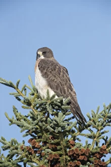 Perching Gallery: Swainson's Hawk - Buteo swainsoni - Adult perched
