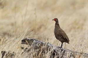 Images Dated 20th September 2010: Swainson's Spurfowl / Swainson's Francolin