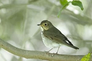 Images Dated 21st April 2012: Swainson's Thrush