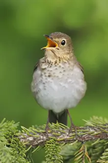 Swainson's Thrush