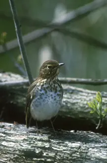 Swainsons Prints: Swainsons Thrush Adult May Long Point, Canada