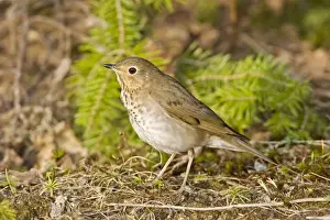 Catharus Prints: Swainson's Thrush - Maine USA - May