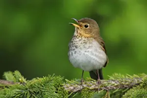 Swainsons Prints: Swainson's Thrush - singing