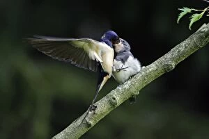Swalllows - Parent bird feeding young bird on the wing