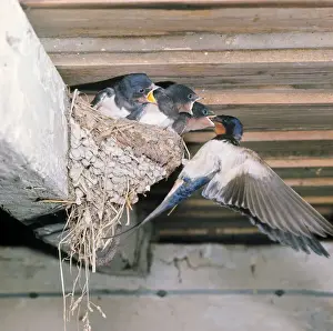Swallows Prints: Swallow - adult at nest with young
