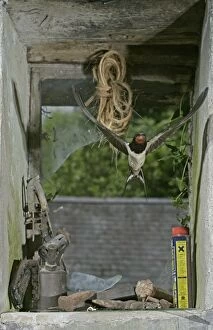 Images Dated 26th October 2005: Swallow / Barn swallow – entering barn through broken window front view West Wales UK