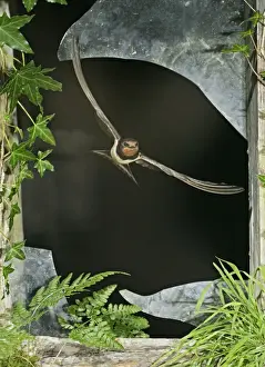Farm Buildings Prints: Swallow / Barn swallow – leaving barn through broken window front view West Wales UK