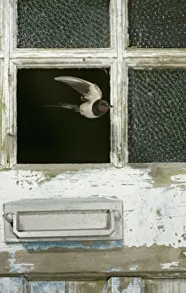Swallow / Barn swallow – leaving barn through missing door pane front view West Wales UK