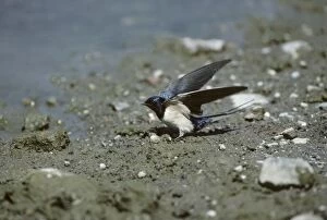 Swallow - Collecting Mud for Nest