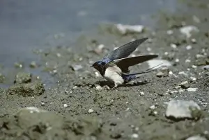 Lesvos Prints: Swallow - Collecting Mud for Nest Lesbos, Greece BI006897
