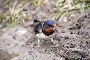 Swallow - collecting mud as nesting material