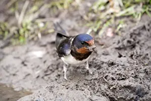 Swallow Prints: Swallow - collecting mud as nesting material - UK