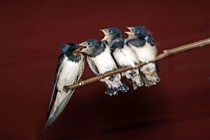 Swallow - feeding young