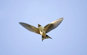 Images Dated 5th September 2009: Swallow - in flight
