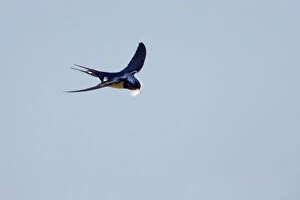Images Dated 17th October 2007: Swallow - In flight with feather for nest