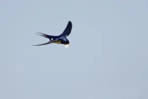 Feather Prints: Swallow - In flight with feather for nest Hirundo rustica Minsmere, Suffolk, UK BI009826