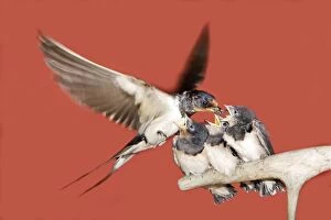Swallow - in flight feeding young