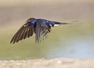 Swallow - in flight with grass and mud mix for nest