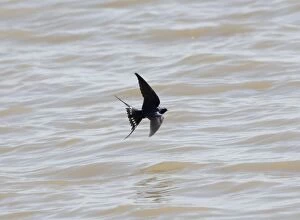 Images Dated 26th April 2005: Swallow - flying over water