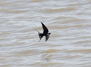 Images Dated 26th April 2005: Swallow - flying over water