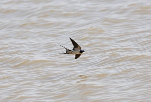 Images Dated 26th April 2005: Swallow - flying over water