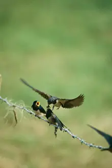 Swallows Prints: Swallow JD 2963 Feeding young Hirundo rustica © John Daniels / ARDEA LONDON