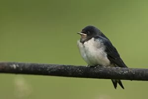 Swallow juvenile on metal fence