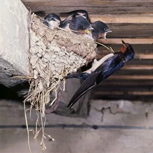 Images Dated 18th August 2006: Swallow - at nest with young