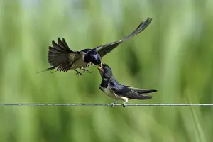 Swallow-parent bird on the wing, feeding Juvenile, Holland
