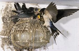 Images Dated 1st July 2005: Swallow - parent with young at nest