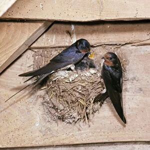 Swallow - parents at nest with young