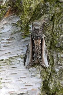 Swallow prominent Moth - resting on birch trunk