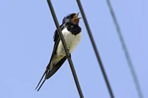 Images Dated 9th May 2005: Swallow - Singing from power lines Northumberland, England