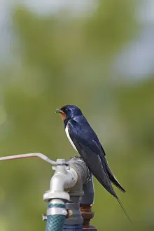 Singing Prints: Swallow - Singing on Tap Hirundo rustica Finland BI014619