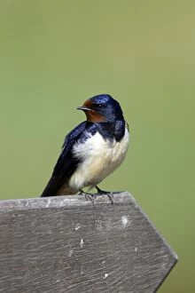 Images Dated 12th May 2006: Swallow - Sitting on signpost