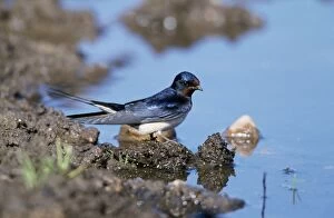 Swallow - standing on mud
