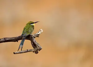 Swallow-tailed Bee Eater Perched on a branch of a dead tree, looking for termites after heavy rain. Central Namibia, Africa