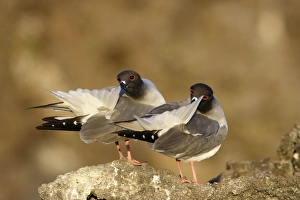 Images Dated 13th April 2005: Swallow tailed Gull. Baia Darwin. Genovesa Island. galapagos Islands