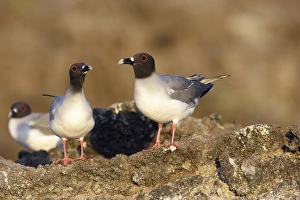 Images Dated 13th April 2005: Swallow tailed Gull. Baia Darwin. Genovesa Island. galapagos Islands